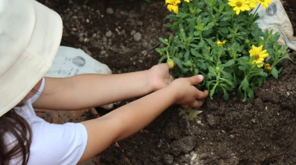 Una alumna, plantando en el huerto flores de temporada