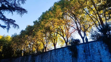 Árboles en Pamplona