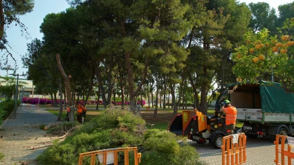 Tala de árboles en el campus de la Universidad de Alicante