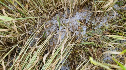El granizo ha arrasado las cosechas de cereal en Zaragoza