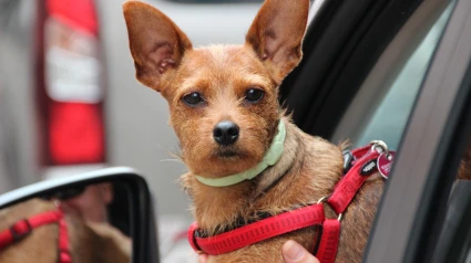 Viajar con tu mascota este verano: todo lo que necesitas saber para un trayecto seguro y tranquilo