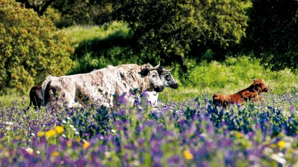 El toro bravo, guardían de la dehesa