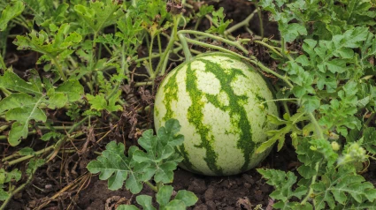 Una planta de sandías crece en una plantación