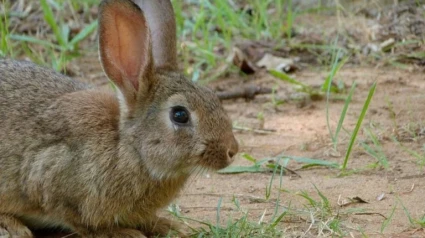 Una plaga de conejos de monte afecta a campos de cultivo de Castellón