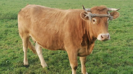 Foto de archivo de una vaca en un campo de la comarca
