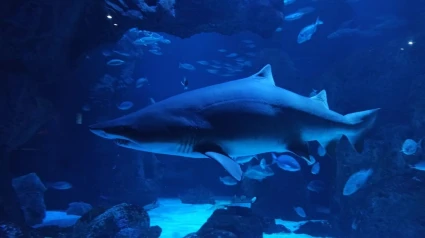 Tiburón en el Acuario de Gijón