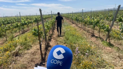 Los viticultores de Aldeanueva cultivan unas 6.500 hectáreas de viñedo