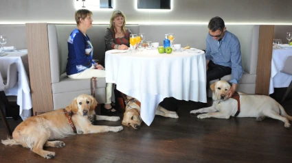 Tres perros guía en un restaurante