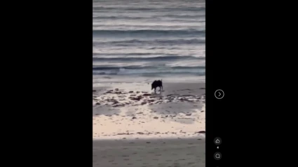 Primer bañito del jabalí en la Playa de Altar en Barreiros (Lugo)