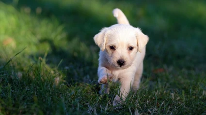 Perro