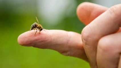 Abeja