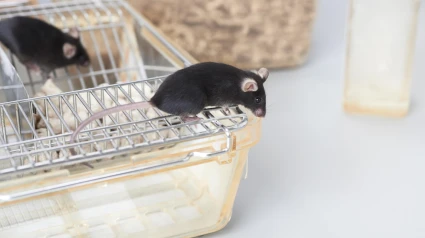 Ratones de laboratorio