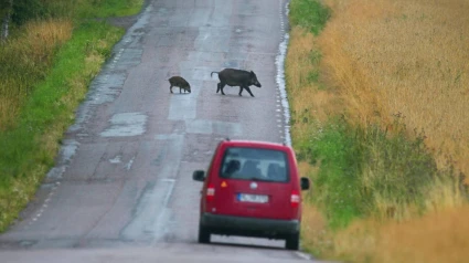 Fauna salvaje en la carretera