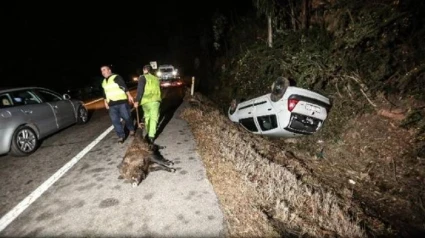 Accidente provocado por un animal
