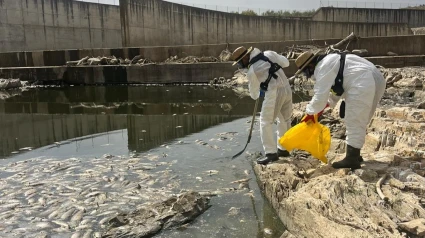 Peces muertos en el embalse de Los Molinos