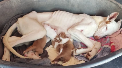 Algunos de los animales rescatados