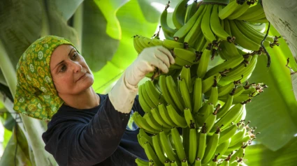 Plátano de Canarias