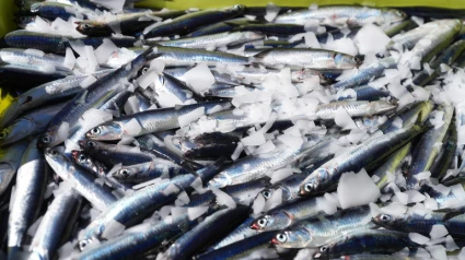 imagen de captura de anchoa