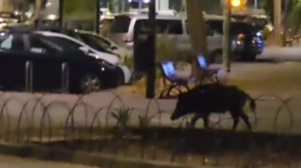 Jabalí campando a sus anchas en el centro de Dénia