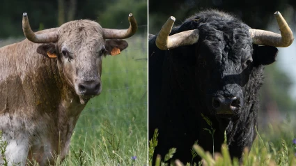 Un toro de Aurelio Hernando y otro de Montalvo reseñados para Navas del Rey