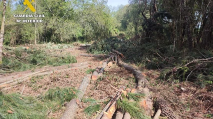 Parte de la madera supuestamente sustraída