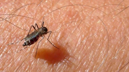 mosquitos