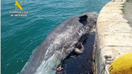 Recuperación del cadáver de un cachalote