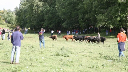 Los encierros matinal y vespertino de La Compra constituyen el mayor atractivo del festejo de La Compra