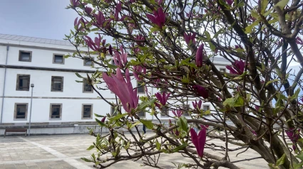 Árbol en flor en la plaza de la fábrica de Tabacos de A Coruña