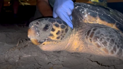 Diana regresa a Dénia y deja el primer nido de tortuga boba de la temporada