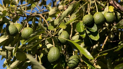 Plantación de aguacates, alimento sano para controlar el cortisol.