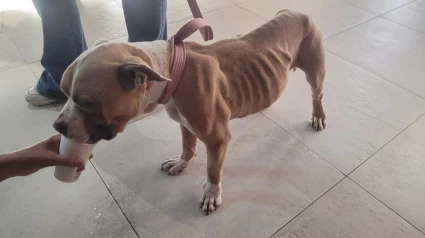 Perro desnutrido por su dueño