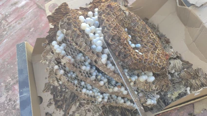 Un catedrático sobre la especie invasora que conquista Andalucía: “No conozco otro caso de explosión tan rápida”