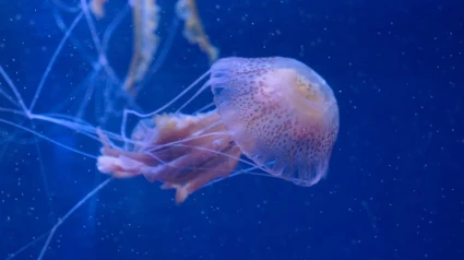 Pelagia Noctiluca