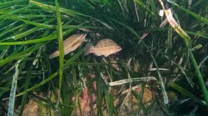 Praderas de posidonia en Xàbia