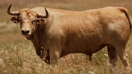 Los toros de Cuvillo para la Feria de Hogueras de Alicante