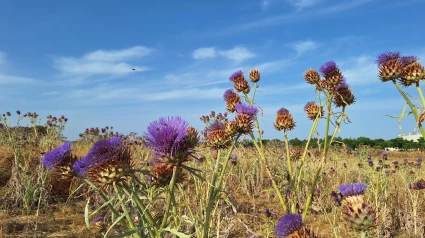 La flor del cardo, clave en la elaboración de la Torta del Casar