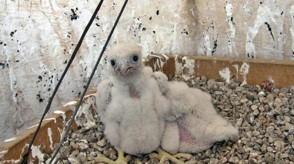 Dos de los halcones pelegrinos nacidos en el programa de reintroducción de esta especie en Barcelona
