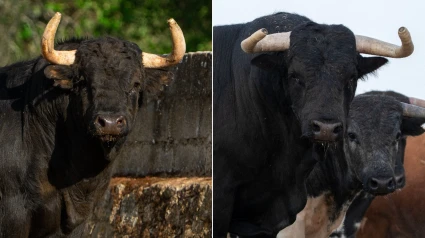Toros de Fraile de Valdefresno y El Estoque reseñados para Moralzarzal