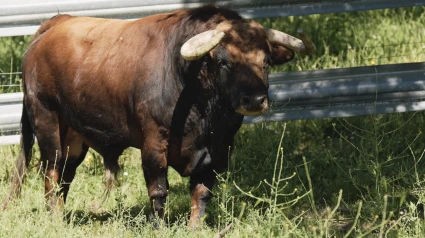 Los toros de Zacarías Moreno para Alicante
