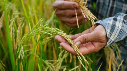 Cultivo del arroz