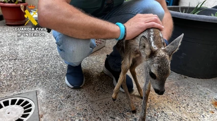 Momento en el que el SEPRONA rescata al corzo que estaba en un domicilio de Zaragoza.