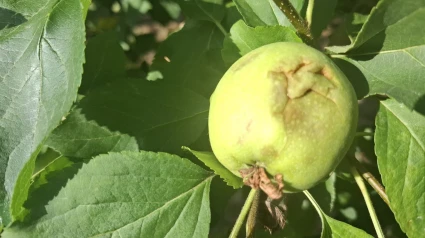 Un fruit colpejat per la pedra a la partida de Butsènit, a l'Horta de Lleida.