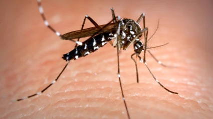 Mosquito tigre, especie invasora