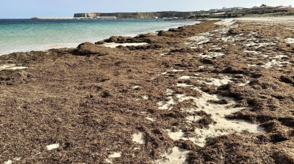 S43X0R S43X0R Rugulopteryx okamurae piled up on the beach of Praia do Martinhal in the western Algarve