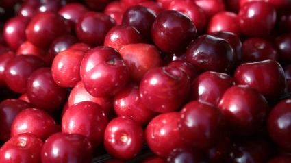 Arranca la certificación de las picotas de la DOP Cereza del Jerte El Consejo Regulador de la Denominación de Origen Protegida Cereza del Jerte ha empezado a certificar las primeras picotas de la temporada, con una previsión de tres millones de kilos entre las cuatro variedades certificadas: Ambrunés, Pico Negro, Pico Limón y Pico Colorado.ECONOMIA EXTREMADURA ESPAÑA EUROPA CÁCERES SOCIEDADDenominación de Origen Protegida Cereza del Jerte
