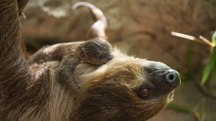 foto loro