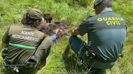 Los restos del ejemplar se trasladaron al Centro de Recuperación de Animales Silvestres de la Junta de Castilla y León en Burgos, donde se practicó la necropsia