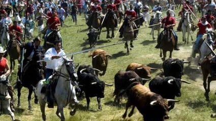 La Saca es uno de los momentos más emotivos y esperados por los sorianos y visitantes con la traída de los doce novillos desde el monte Valonsadero hasta la plaza de toros de Soria