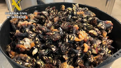 Percebes